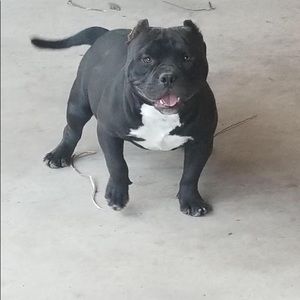 Meet your Posher, Oscar